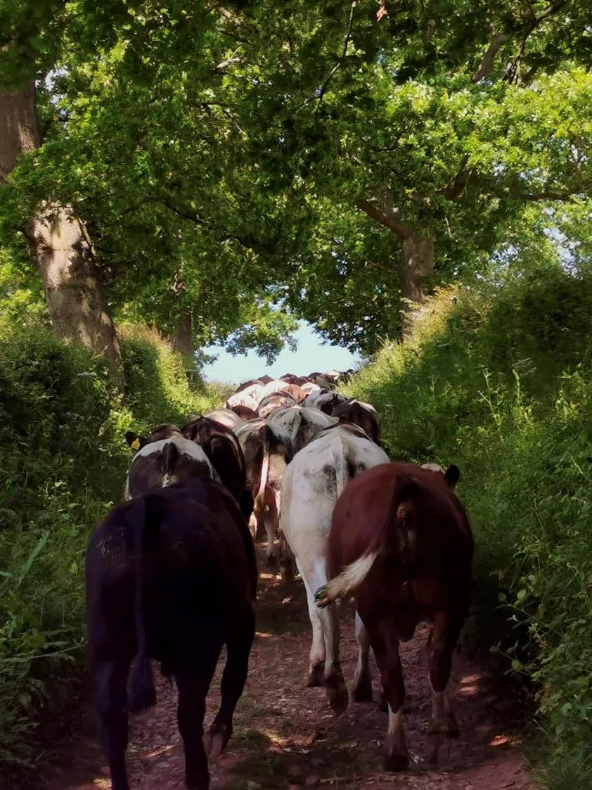 Cattle walking along a tree-lined lane