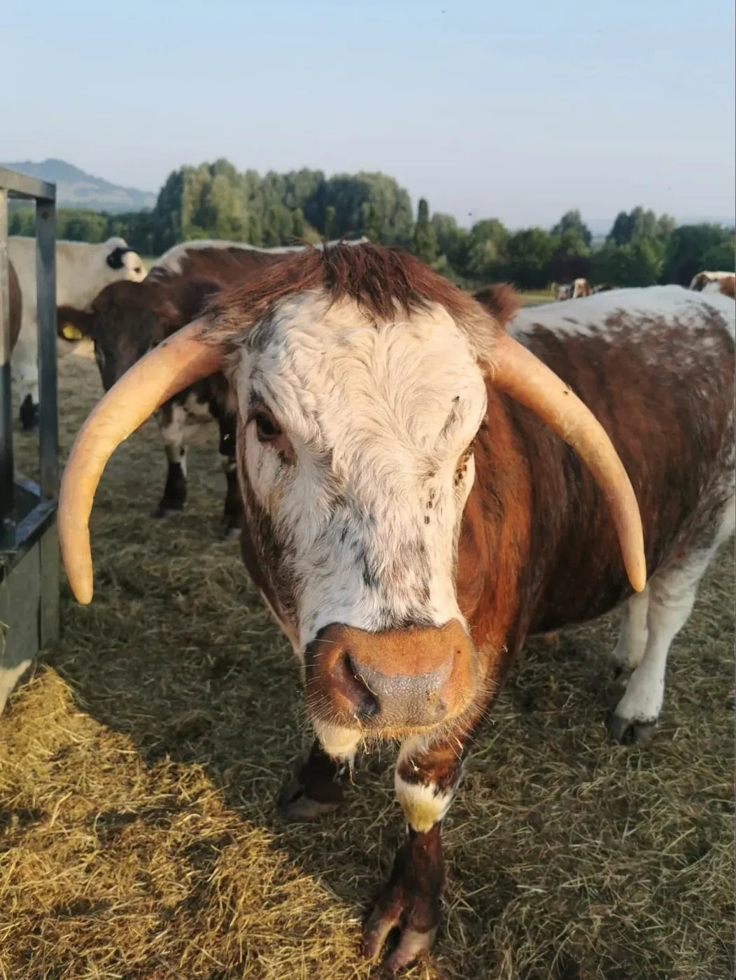 British Longhorn cow from the family’s cattle photography